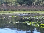 Manatees in Butchers Bend