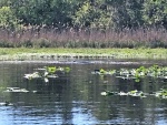 Manatees in Butchers Bend