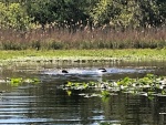 Manatees in Butchers Bend