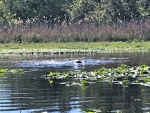 Manatees in Butchers Bend