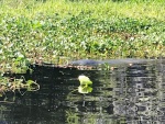 Manatees in Butchers Bend