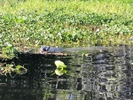 Manatees in Butchers Bend