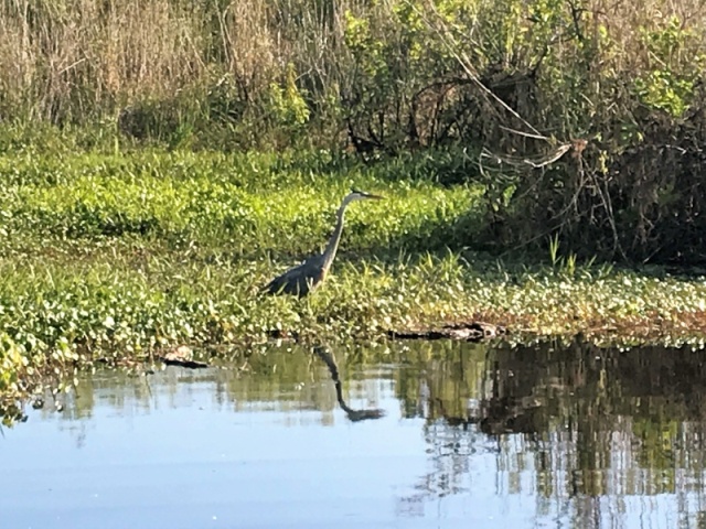 Blue Heron