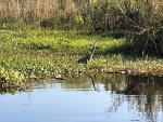 Blue Heron