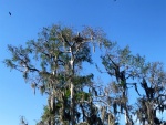 Blue Heron and Baby in nest top of tree