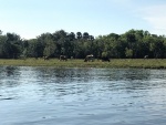 Cows along Monroe Canal
