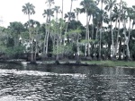 Interesting erosion of these trees along the bank