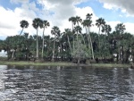 Interesting erosion of these trees along the bank