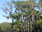 Eagle in the tree