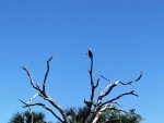 Eagle in top of tree