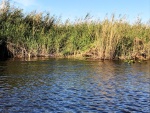 Alligator (Hard to spot in this photo, but towards left center in the weeds.)