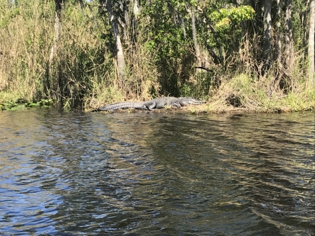 Alligator