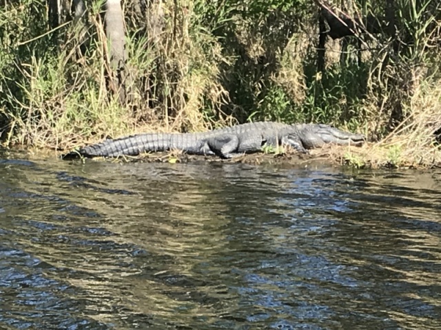 Alligator