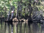 Birdhouse along Blue Creek. (There are many birdhouses along this creek.  Sadly many were brought down by Hurricane Irma, but still many hanging.)