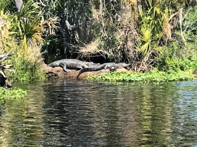 Alligators along Blue Creek (There were initially 3, but my jockeying around for a better shot scared one into the water.   Hard to see in the photo, but a couple turtles sitting right next to the front gator.