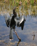 476px-Anhinga crop[1]