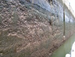 Zebra mussels on one of the locks in the Champlain Canal 