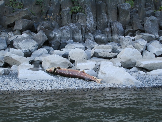 Opposite Rooster Rock:  8 - 9' sturgeon