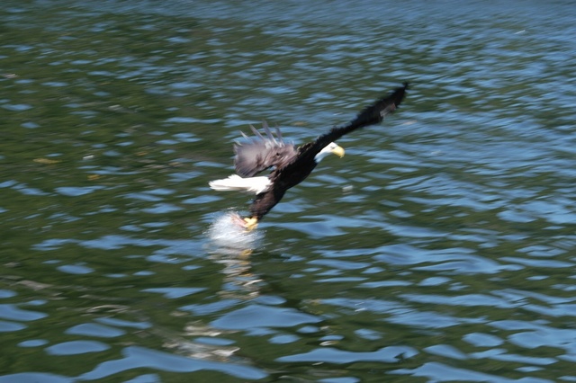 The Eagle got the fish we put out for him