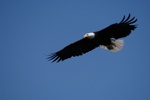 An Eagle