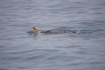 Sea Otter 1