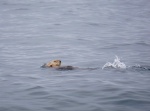 Sea Otter 2