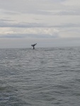 Whale tail Glen
