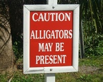 For the tourists,,,should read alligators ARE present!