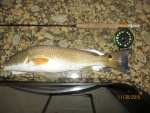 22 inch Redfish
