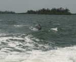 Dolphins