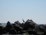 Checking out the boats and humans, Sikes Cut, St. George Island.