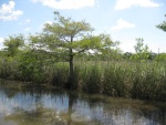 The fish hook cut through between the Apalachicola and Little St Marks.