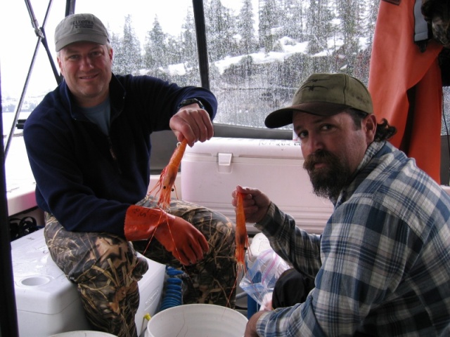 Processing the daily catch of spot shrimp.