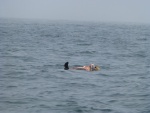 2012 Nootka Sound Sea Otter eating his lunch