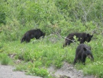 3 of 4 Bears