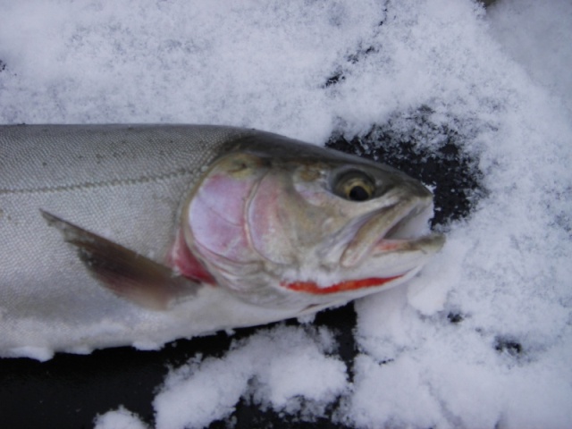 Coldwater Lake Cutbow