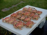 18 crabs