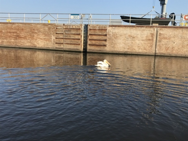 Pelican with us in lock 17