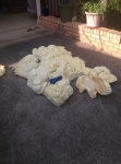 All of the extracted foam