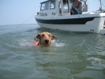 Boomer heading for the beach to play with his buddies.