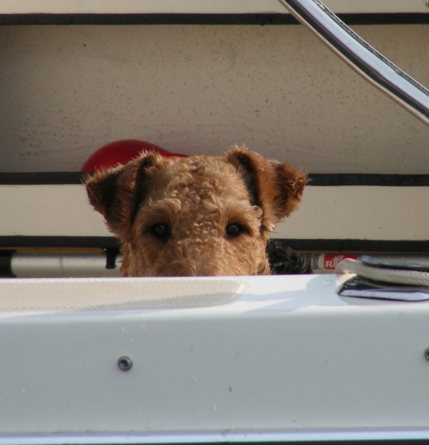 Boomer peeking over the gunwale.