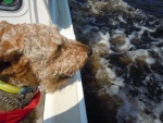 Boomer sniffing the tanin-colored ICW water.
