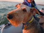 Boomer on a sunset dinghy ride.