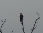 Eagle on the ICW.