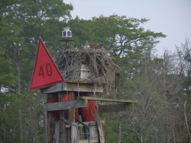 Osprey feedng her babies.