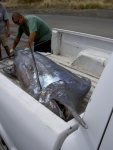 Blue Marlin - the captain wouldn't hang it for a picture.  This is the best I could do before it headed to the fish market.