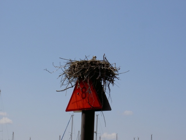 Osprey nest