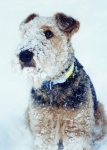 Valkyrie in the snow.