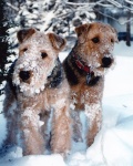 Valkyrie's crew: Valkyrie and Freyja playing in the snow during the off-season.