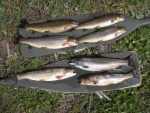 A morning's catch: rainbows, cutthroat, brookie and a cuttbow (rainbow/cutthroat cross).